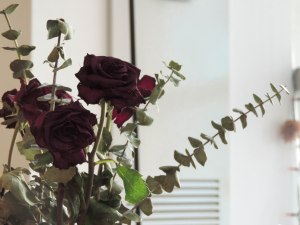 Studying the day after Valentine's Day wouldn't be complete without roses.